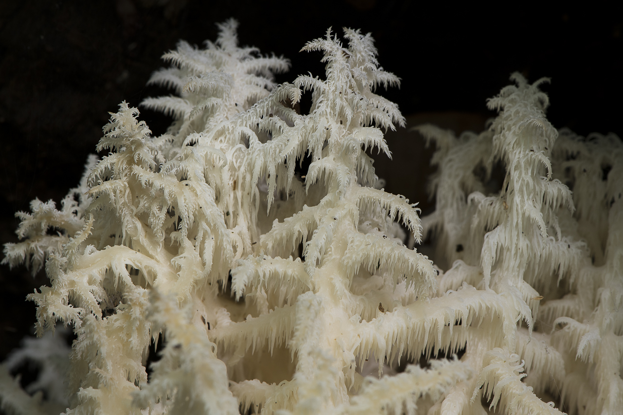 Wald - Raum für natürliche Zusammenhänge