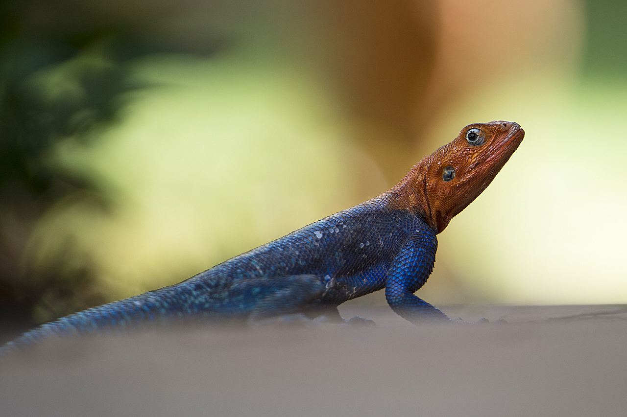 Samburu und Laikipia