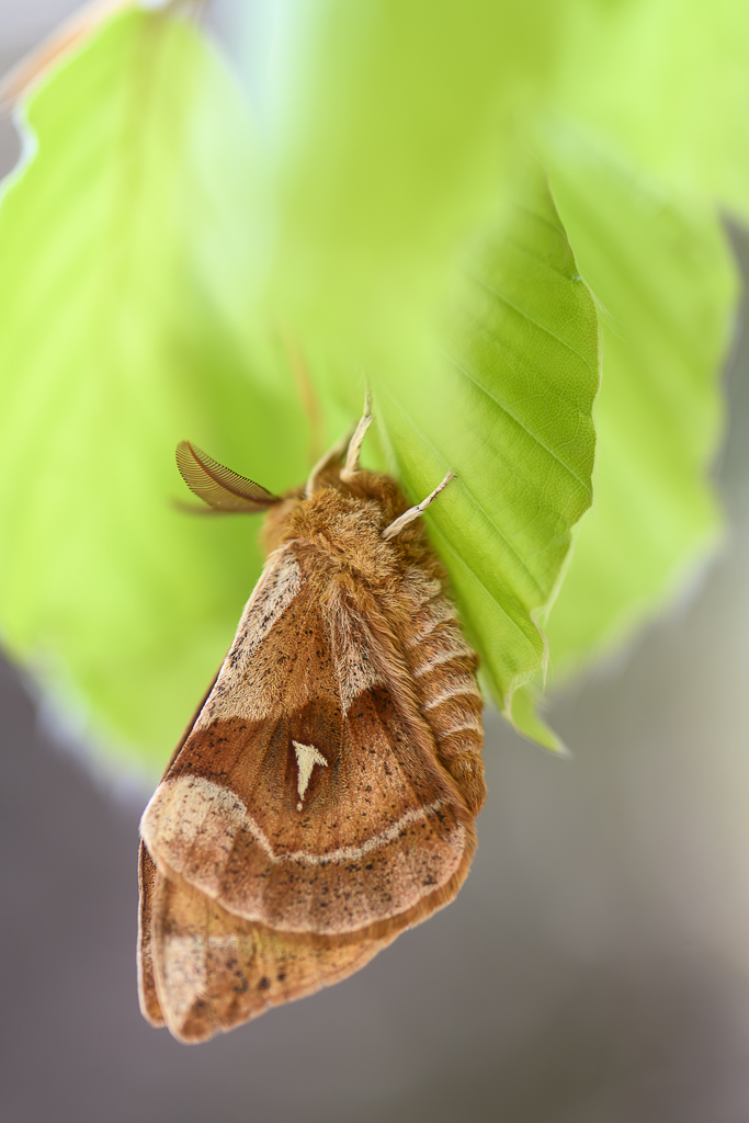 Wald - Raum für natürliche Zusammenhänge