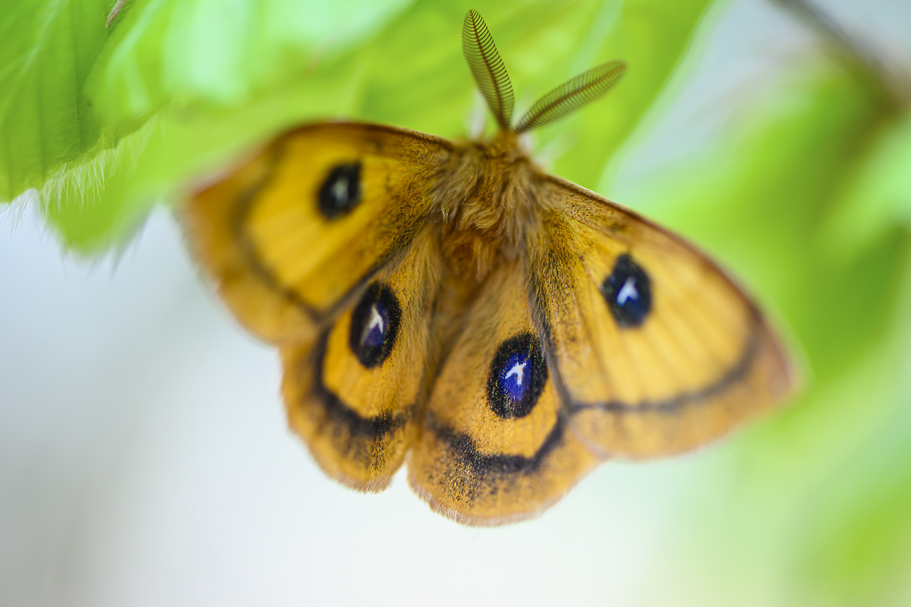 Wald - Raum für natürliche Zusammenhänge