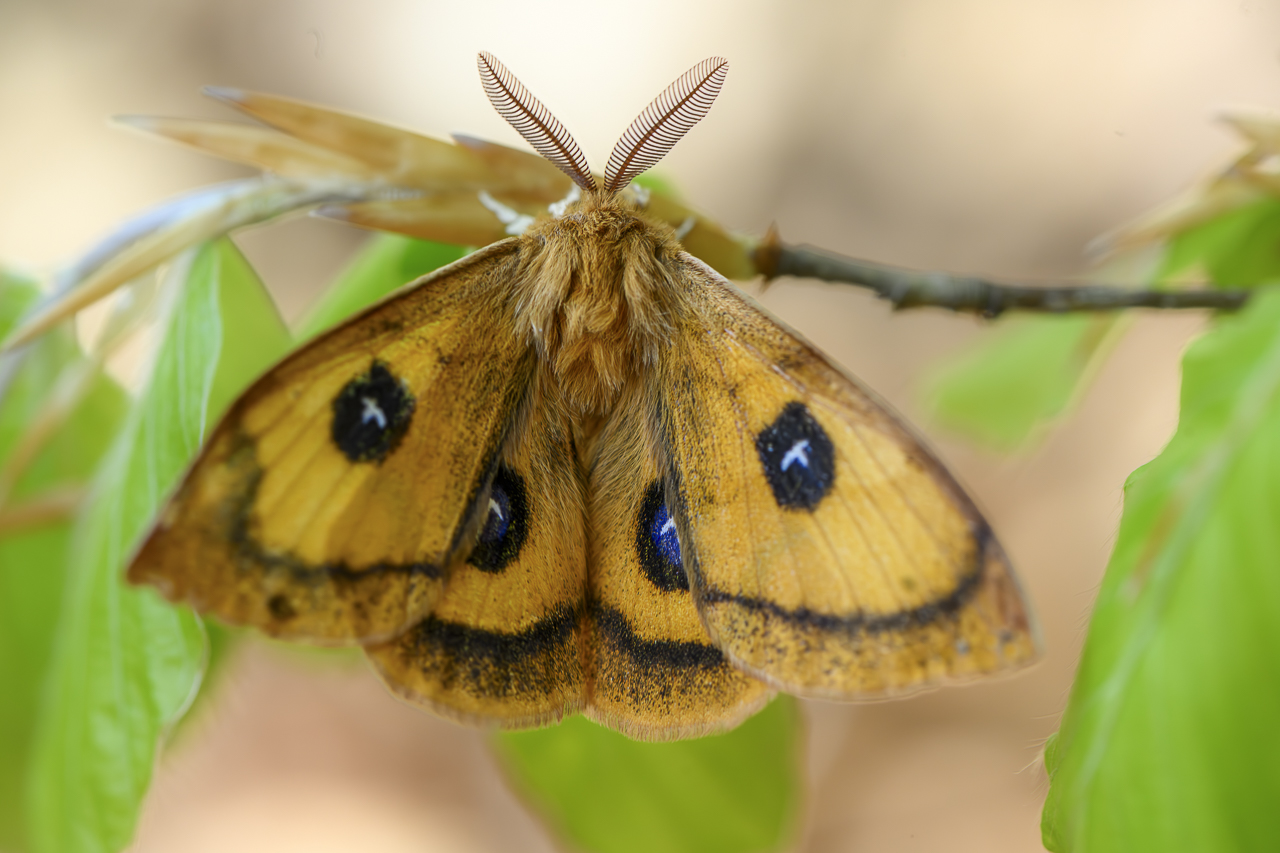 Wald - Raum für natürliche Zusammenhänge