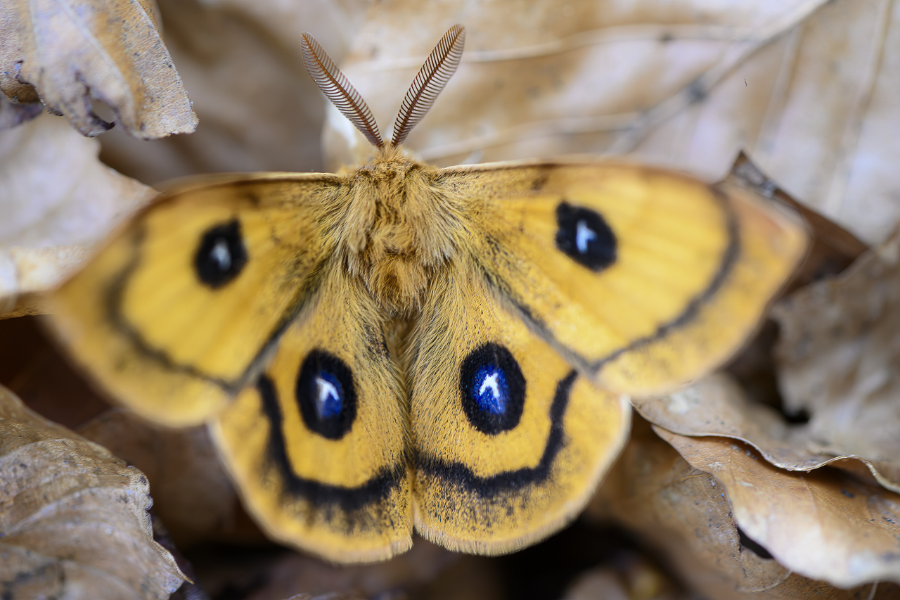 Wald - Raum für natürliche Zusammenhänge