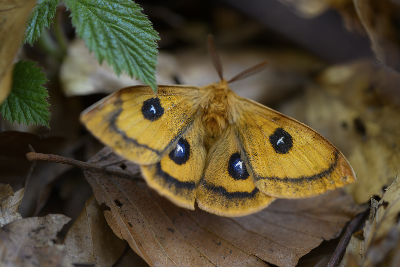Wald - Raum für natürliche Zusammenhänge