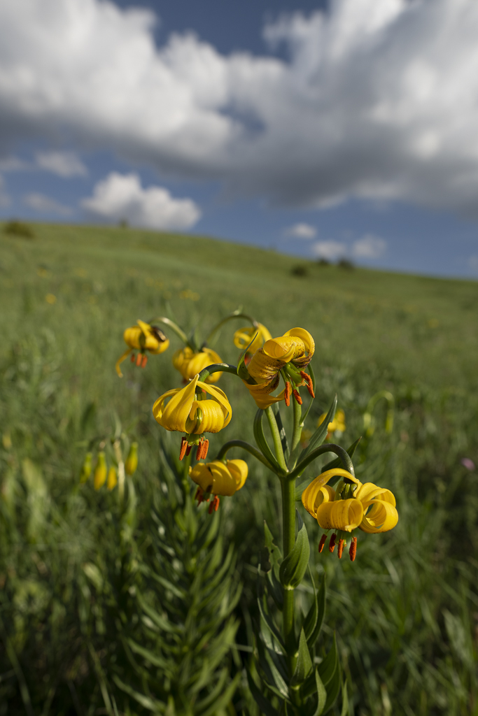 Balkan - jetzt und retro