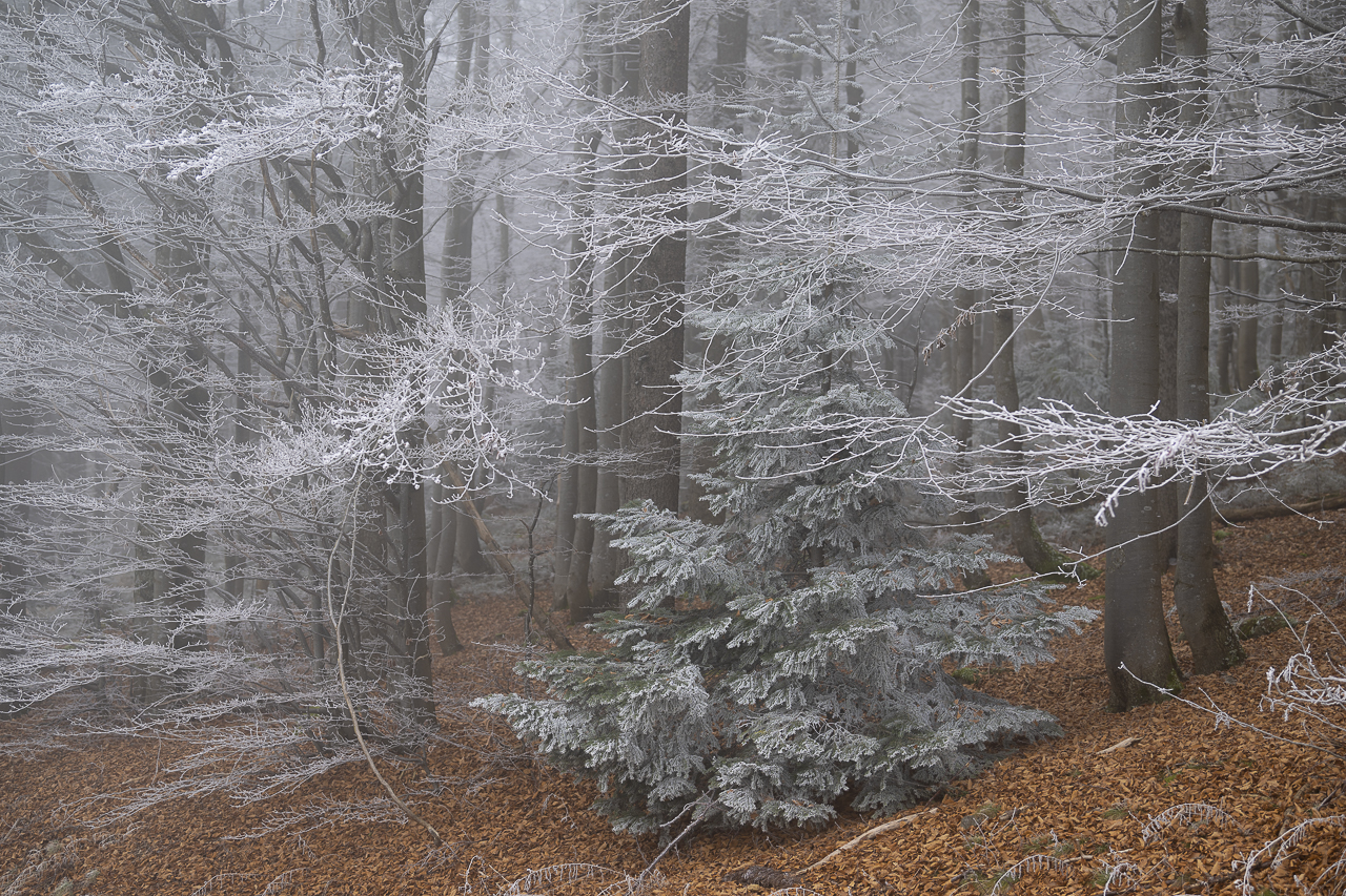 Wald - Raum für natürliche Zusammenhänge