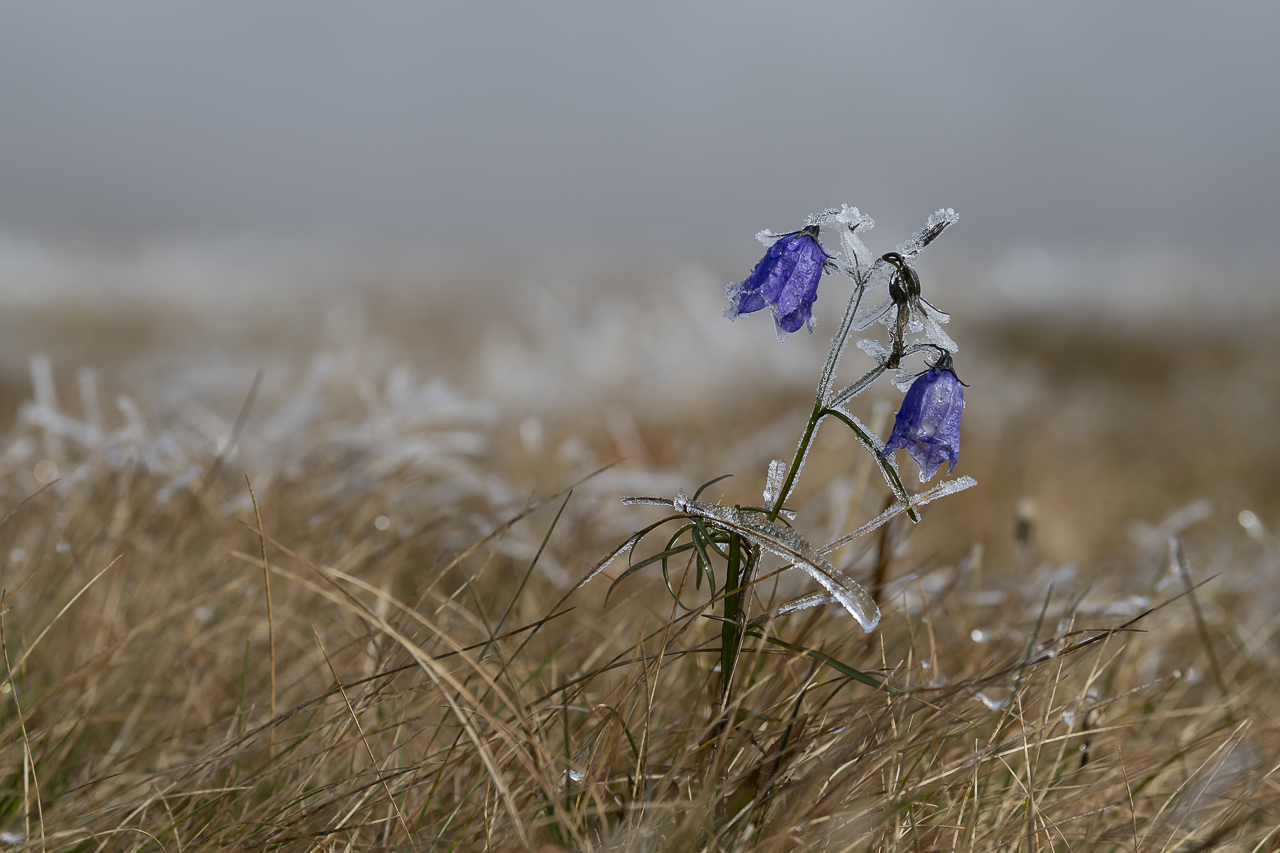 Wald - Raum für natürliche Zusammenhänge