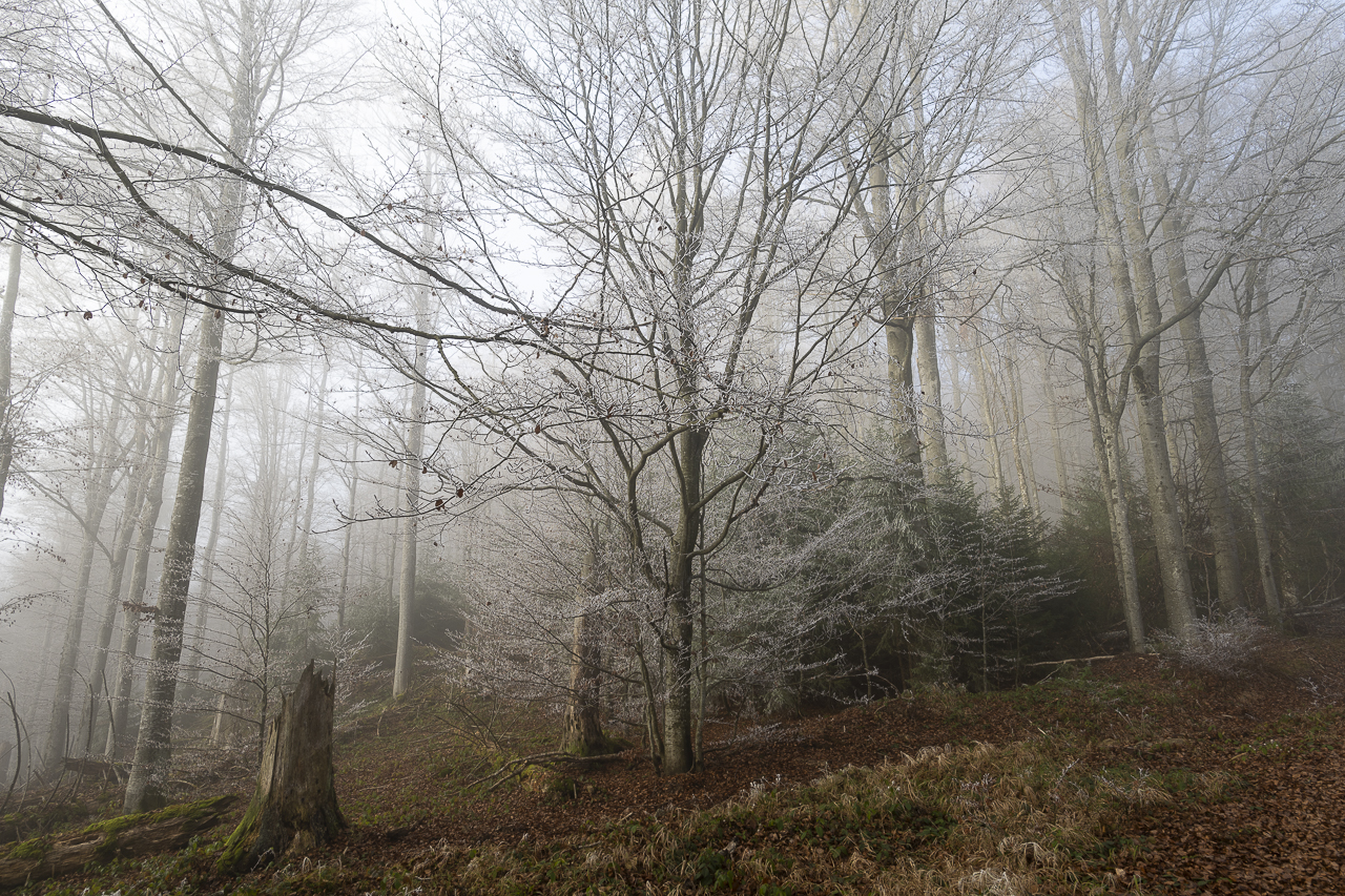 Wald - Raum für natürliche Zusammenhänge