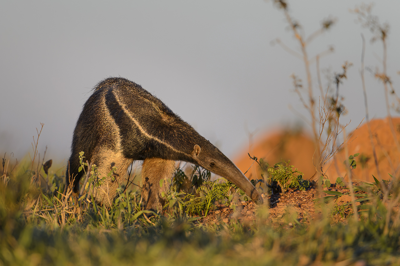 Südamerikas Ureinwohner