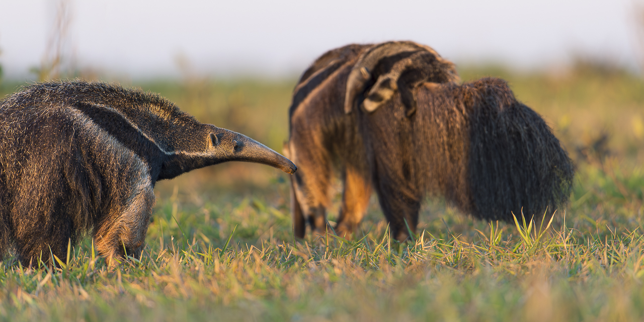 Südamerikas Ureinwohner