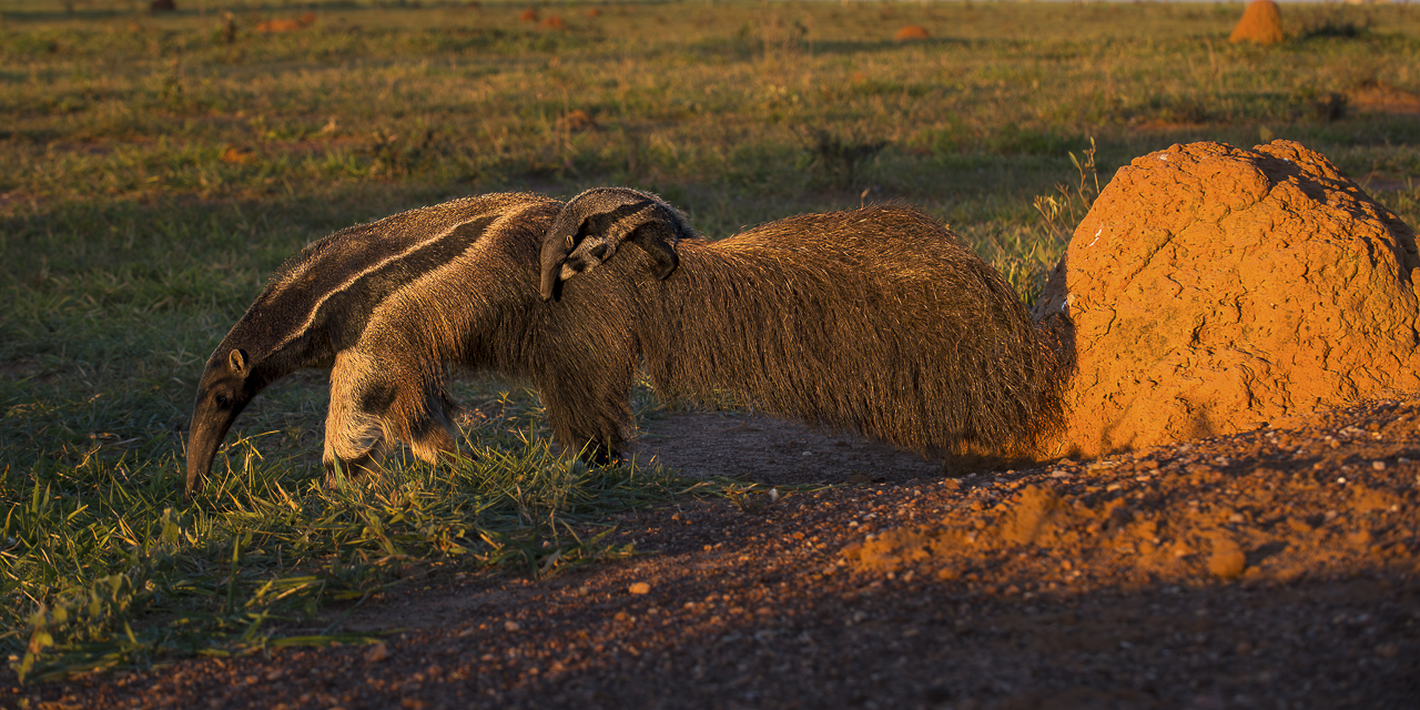 Südamerikas Ureinwohner