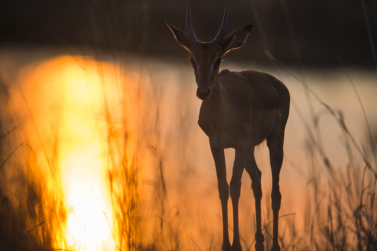 Sambesi - Land am Fluss