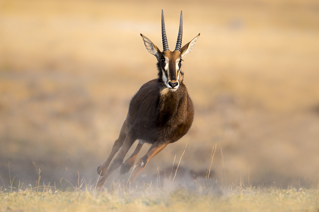 Sambesi - Land am Fluss