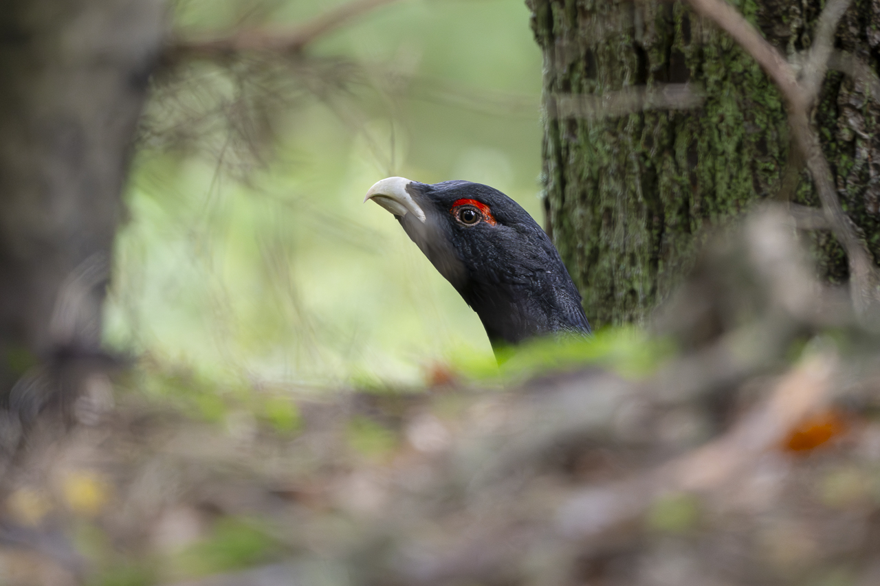 Wald - Raum für natürliche Zusammenhänge