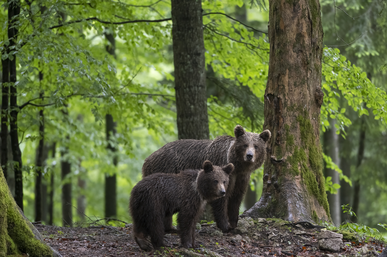 Balkan - jetzt und retro