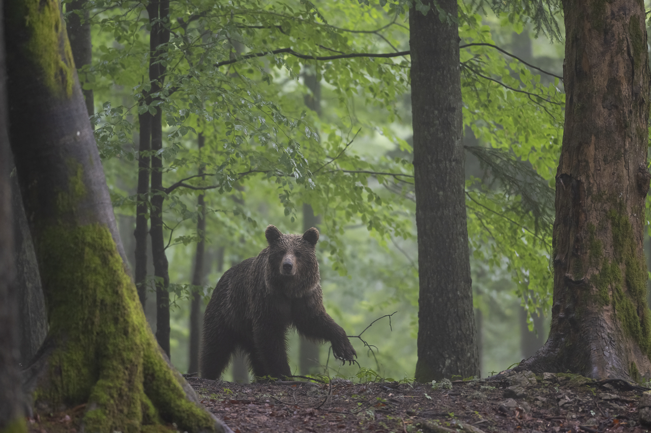Balkan - jetzt und retro