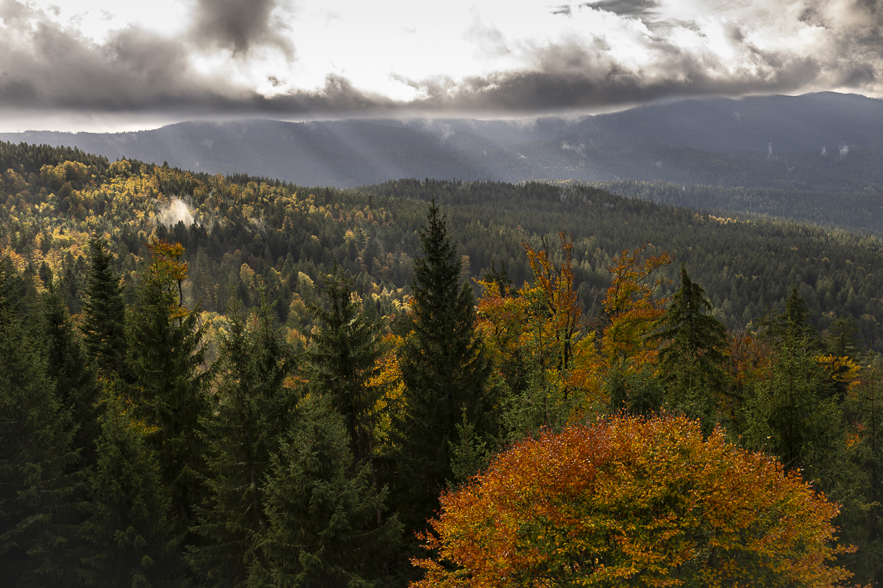 Wald - Raum für natürliche Zusammenhänge