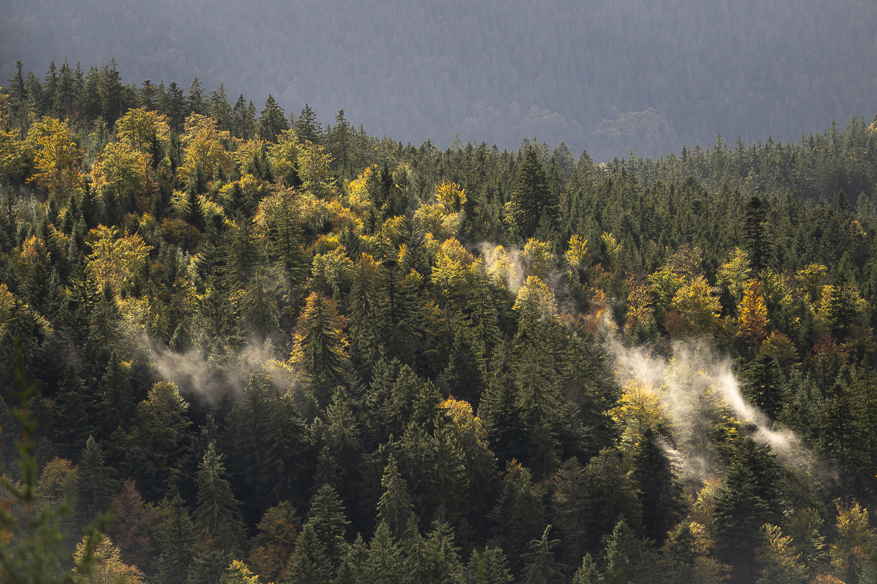 Wald - Raum für natürliche Zusammenhänge