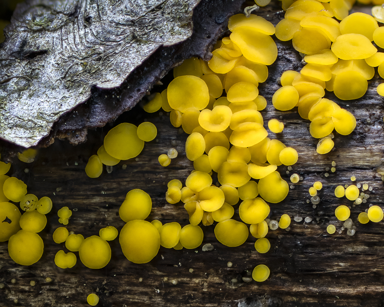Wald - Raum für natürliche Zusammenhänge