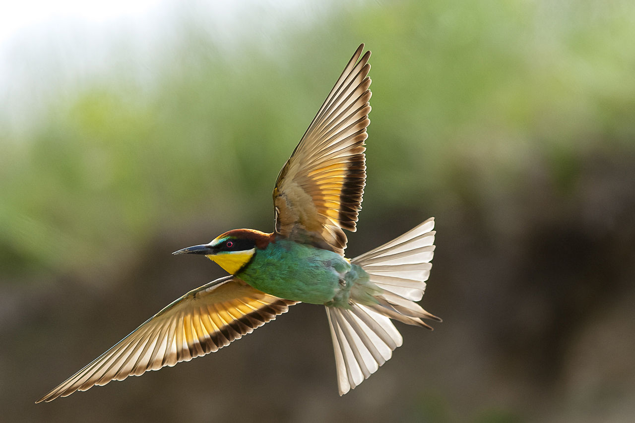 Balkan - jetzt und retro