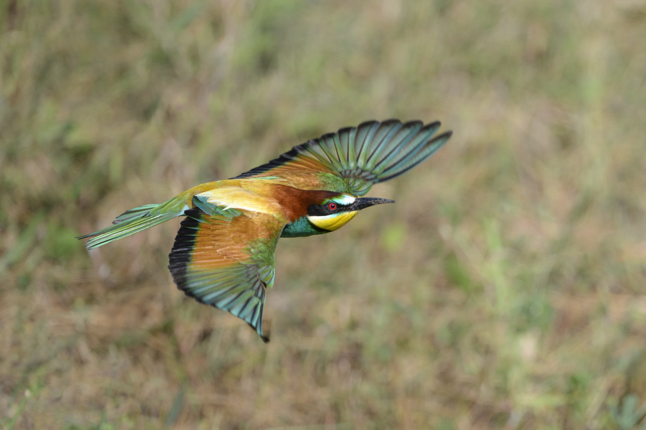 Tag-und-Nacht-Feuerwerk