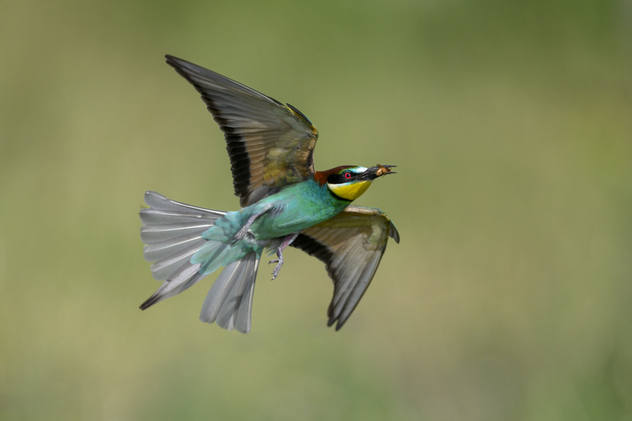 Tag-und-Nacht-Feuerwerk