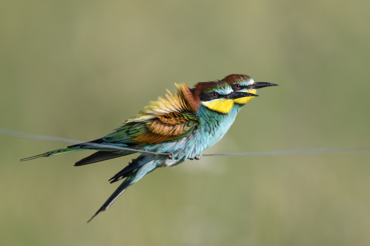 Tag-und-Nacht-Feuerwerk