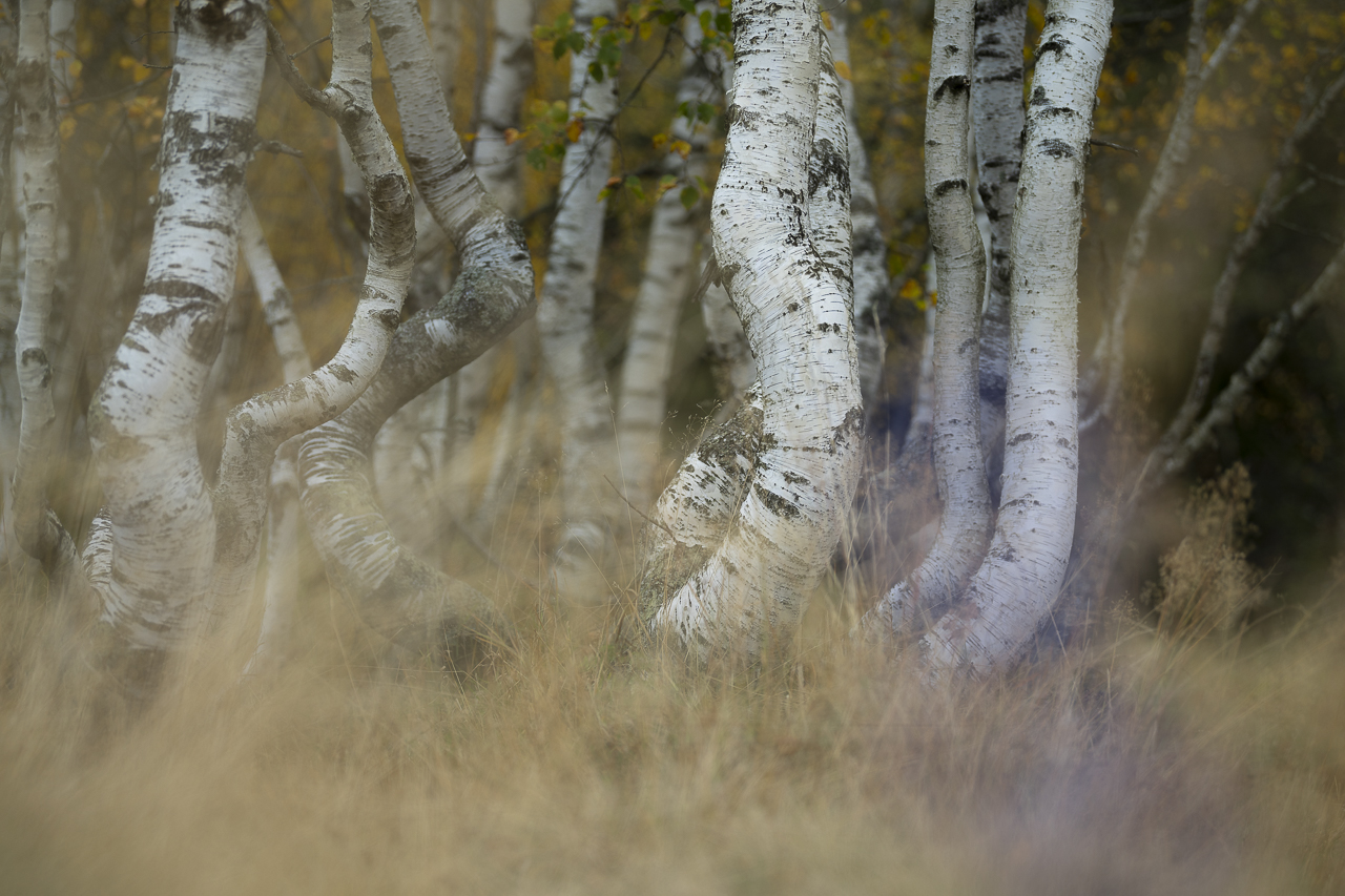 Wald - Raum für natürliche Zusammenhänge