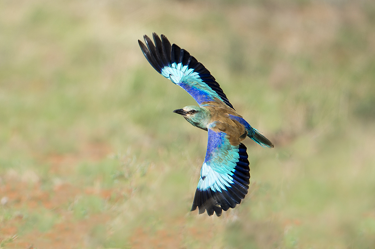 Samburu und Laikipia