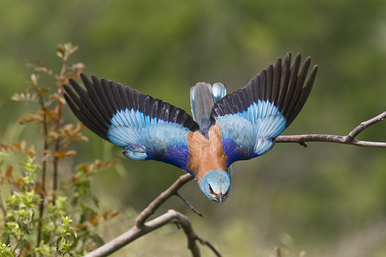 Balkan - jetzt und retro