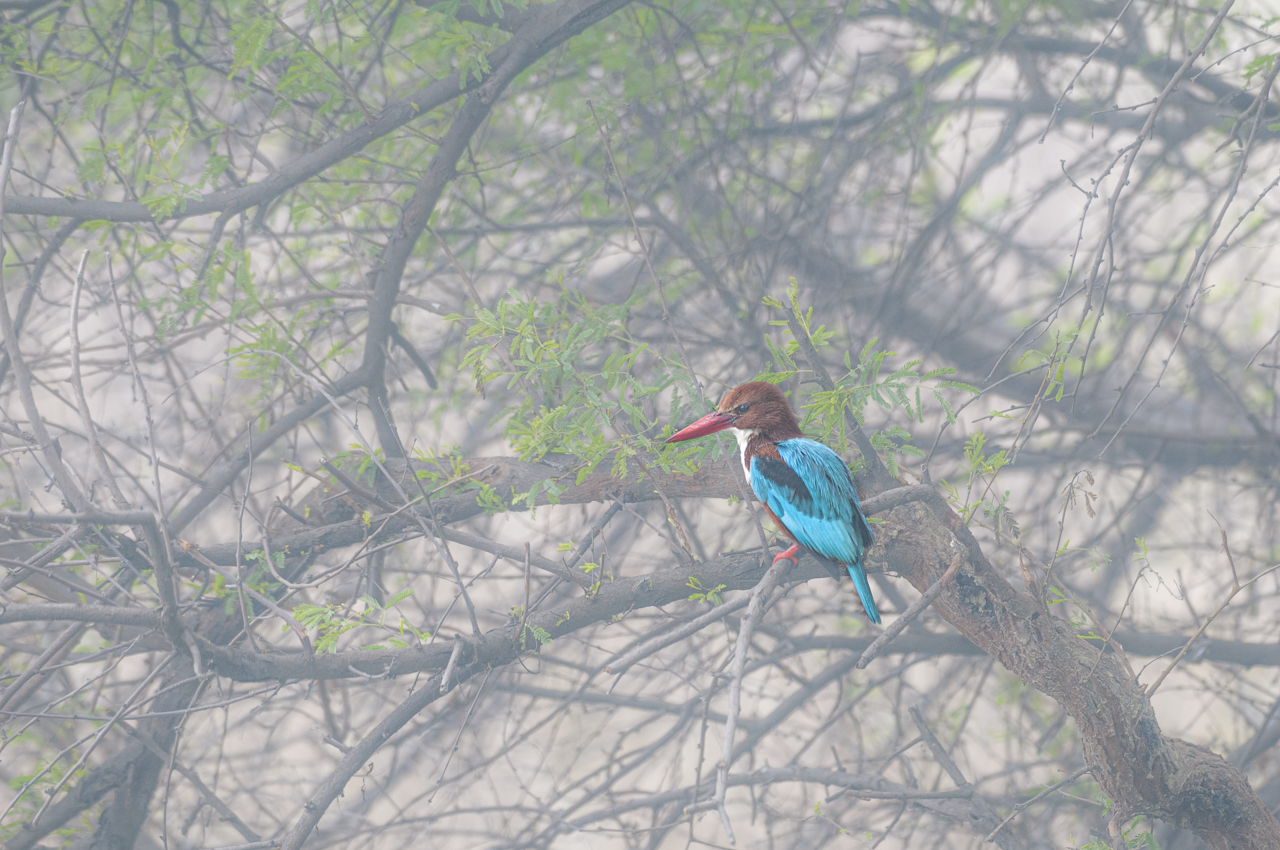 Indien - der überquellende Kontinent