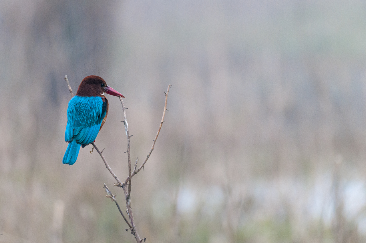 Indien - der überquellende Kontinent
