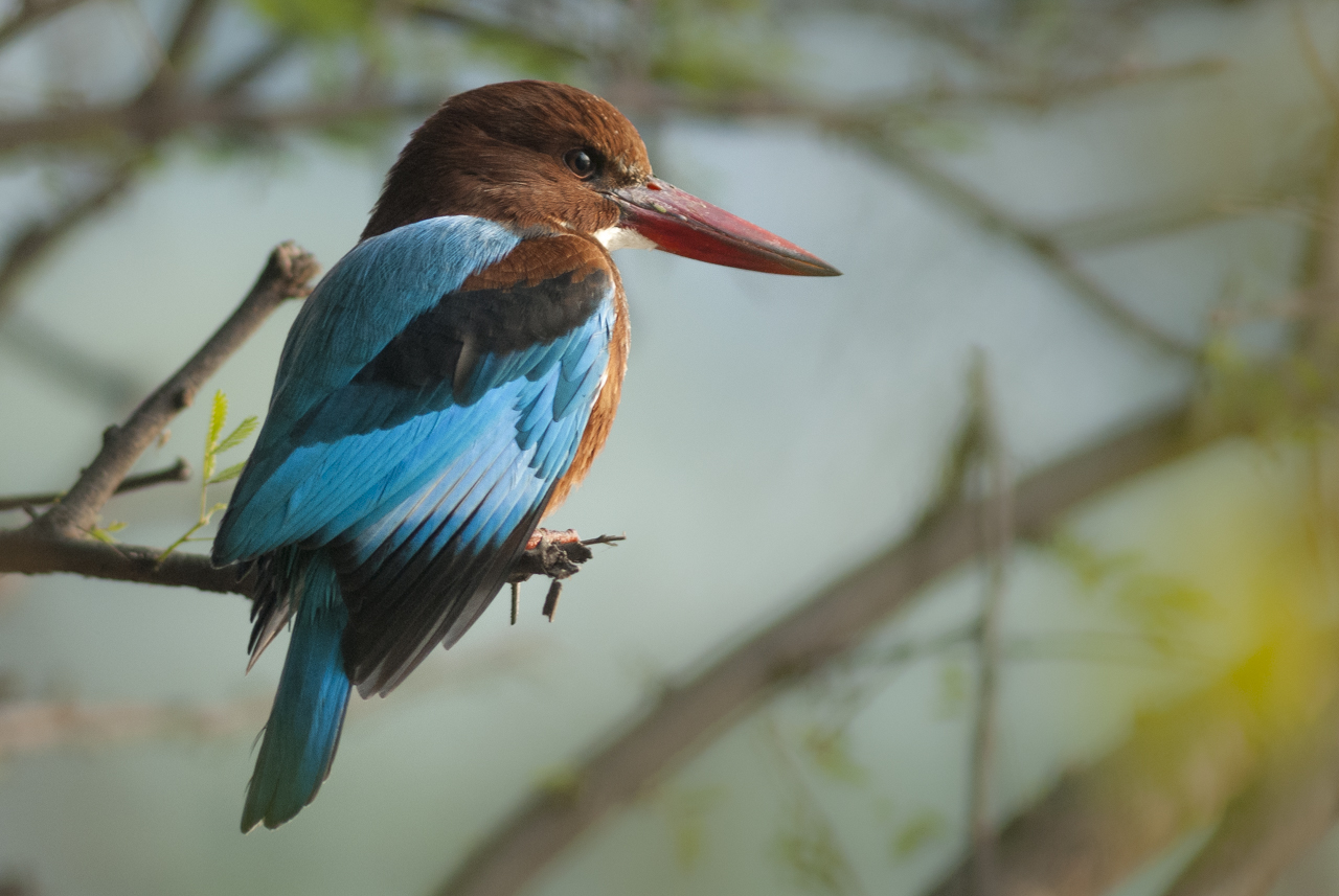Indien - der überquellende Kontinent