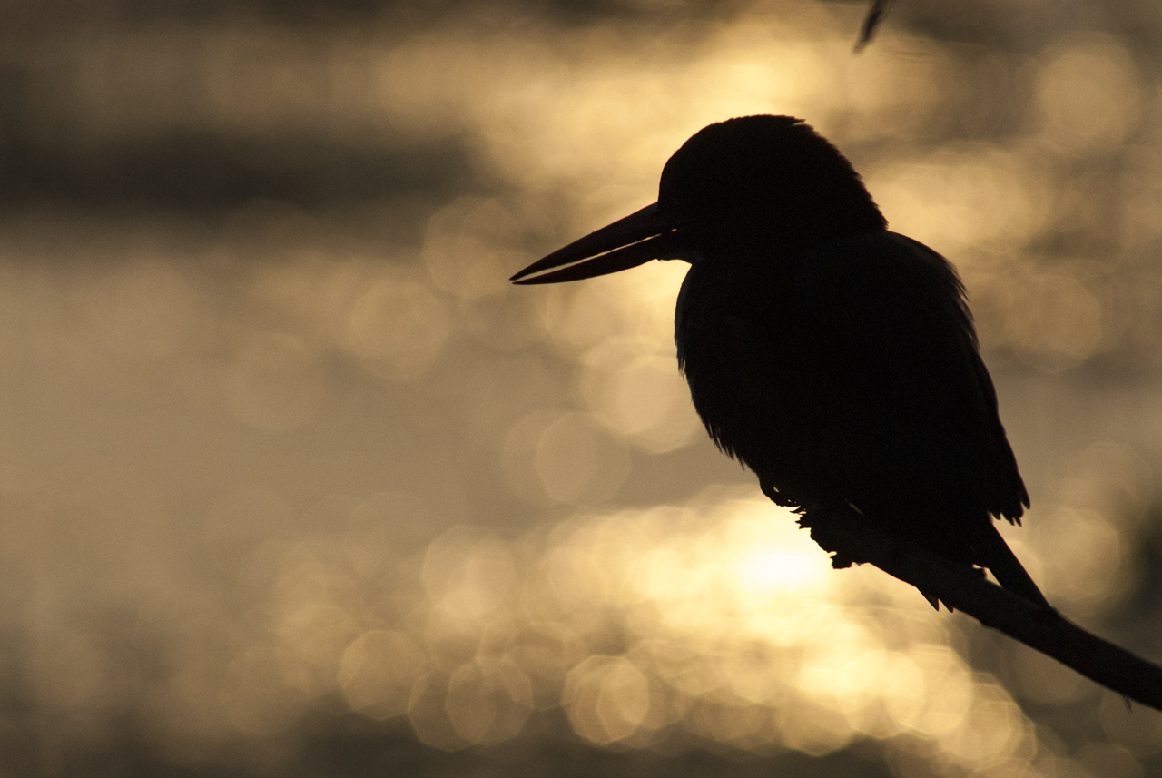 Indien - der überquellende Kontinent