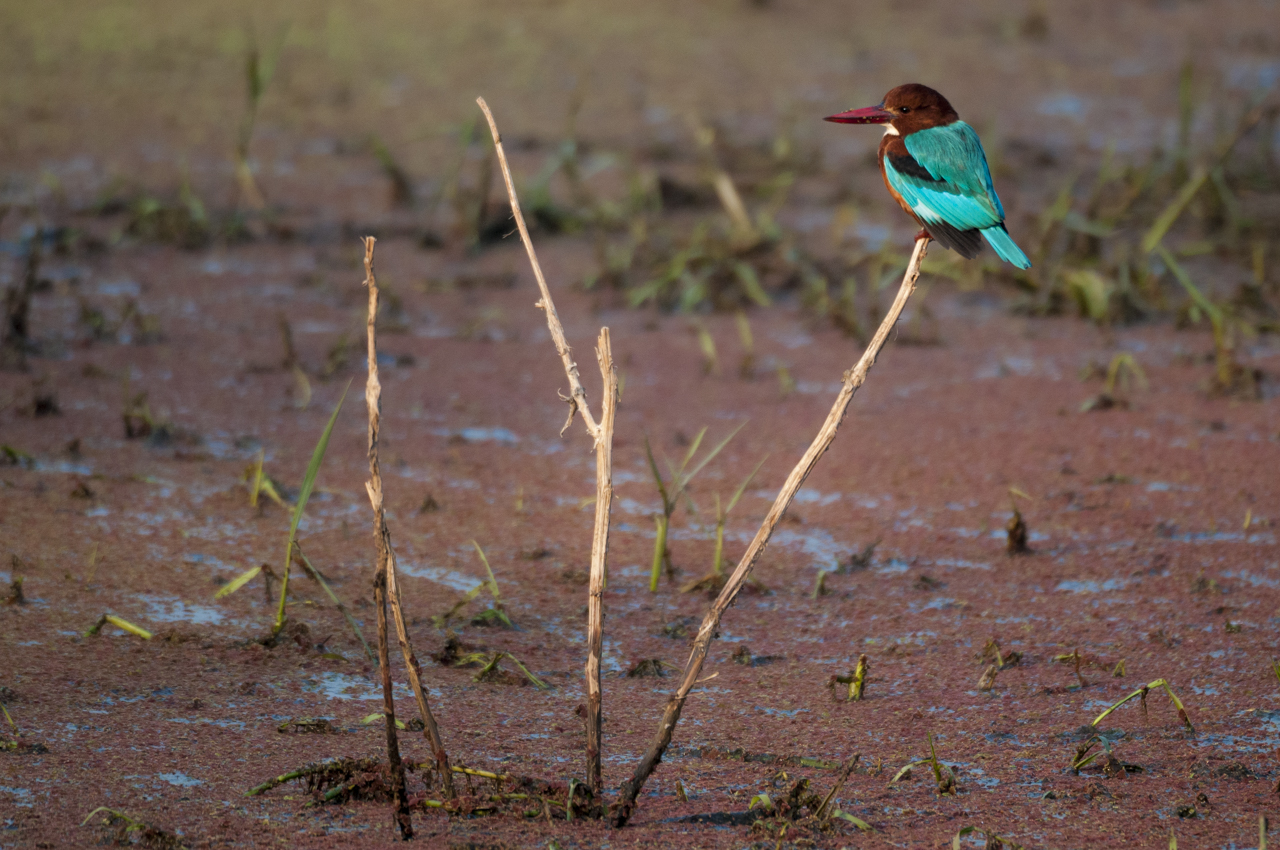 Indien - der überquellende Kontinent