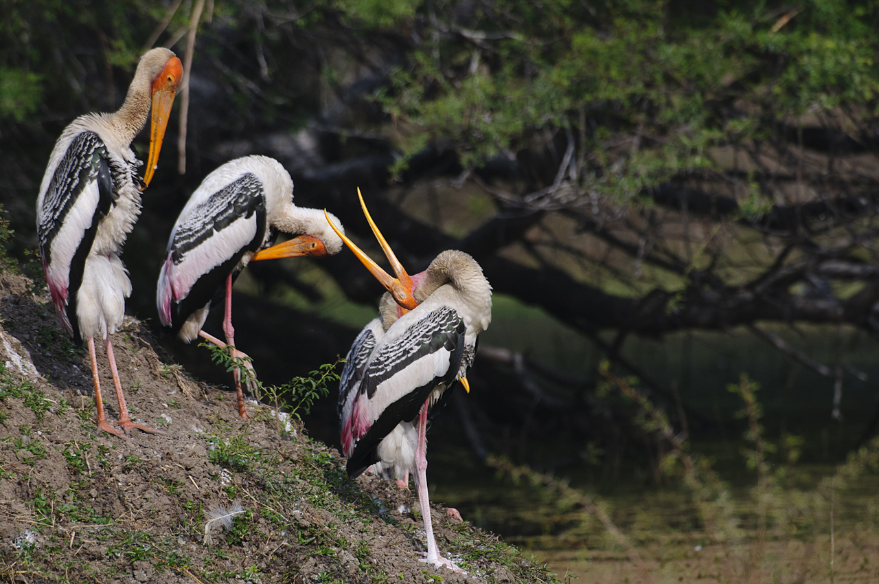 Indien - der überquellende Kontinent