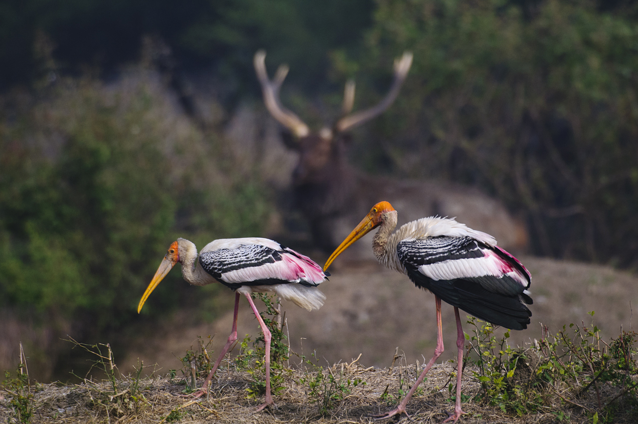 Indien - der überquellende Kontinent