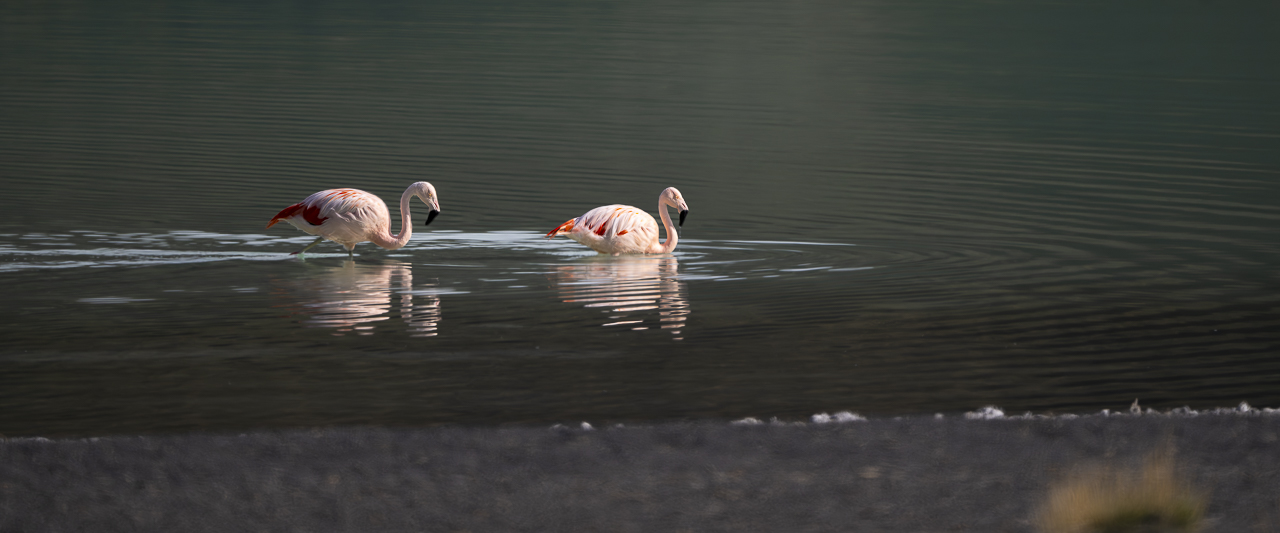 Fin del Mundo - Wilder Süden