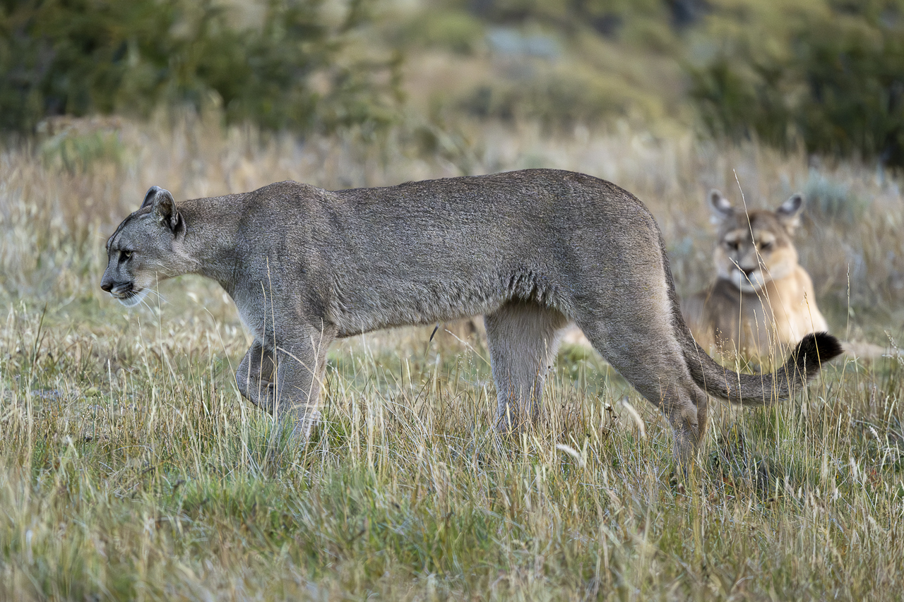 Fin del Mundo - Wilder Süden