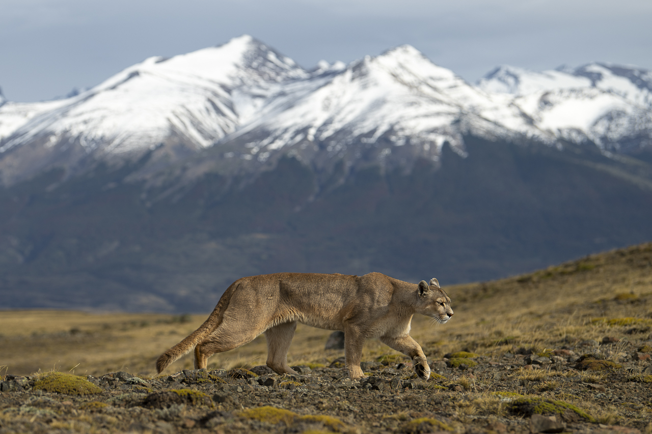 Fin del Mundo - Wilder Süden
