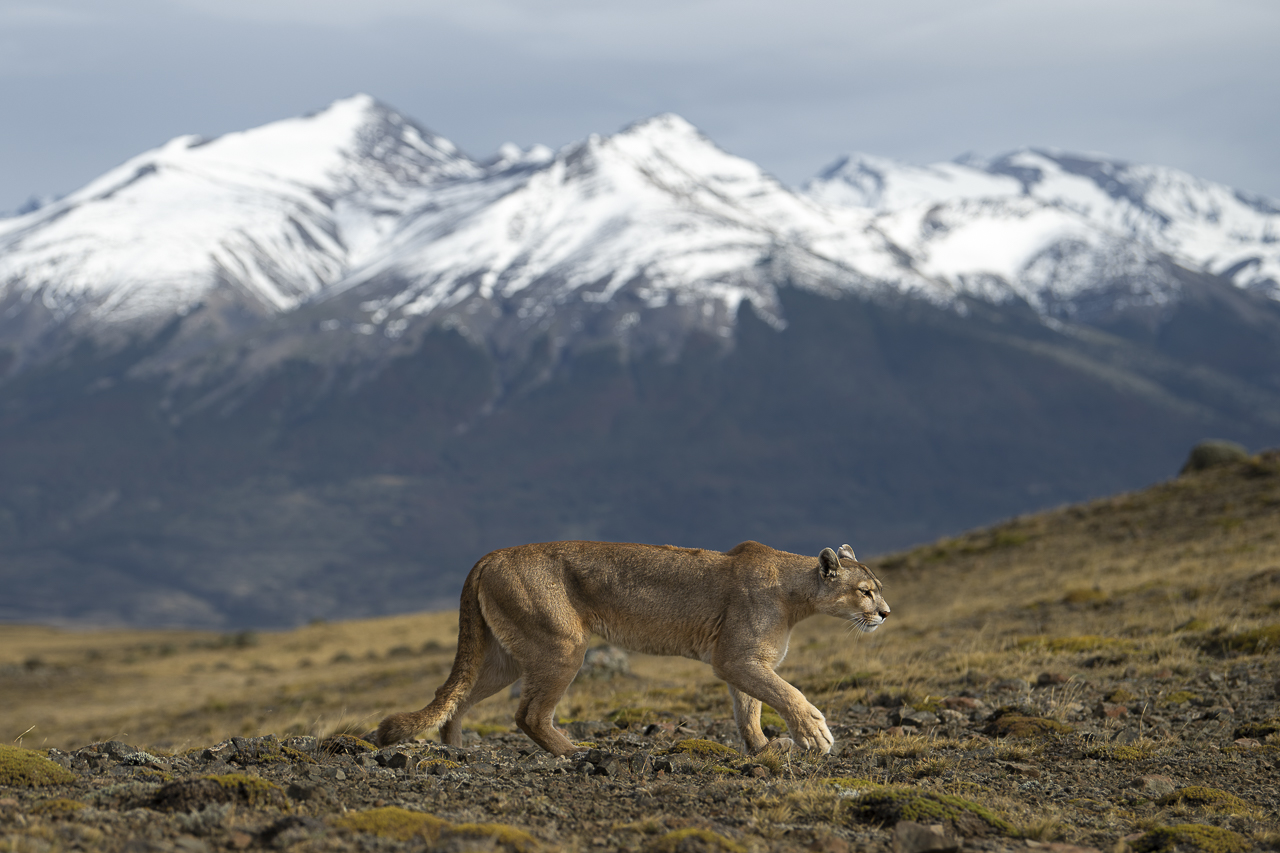 Fin del Mundo - Wilder Süden
