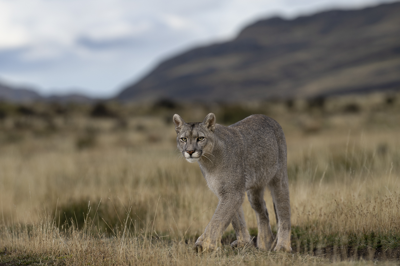 Fin del Mundo - Wilder Süden