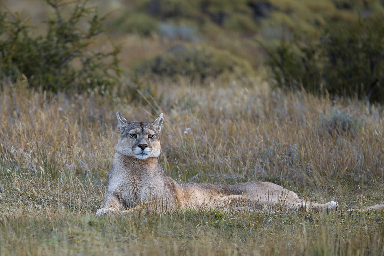 Fin del Mundo - Wilder Süden