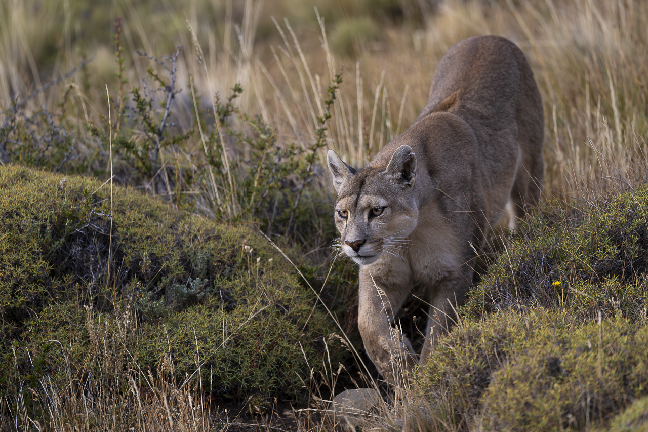 Fin del Mundo - Wilder Süden