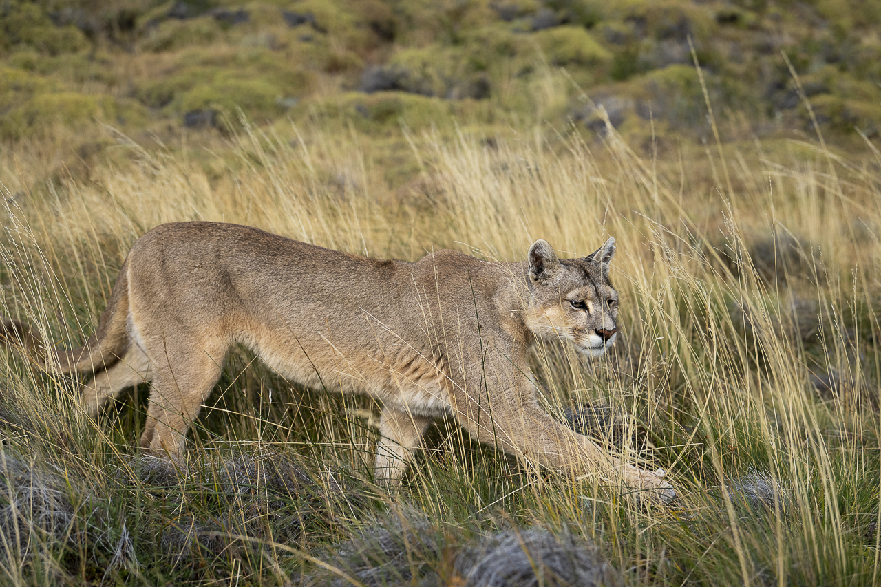 Fin del Mundo - Wilder Süden