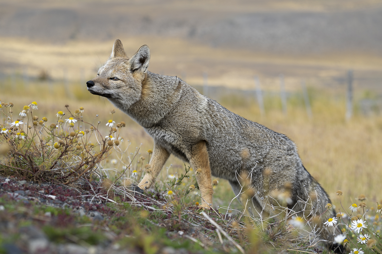 Fin del Mundo - Wilder Süden