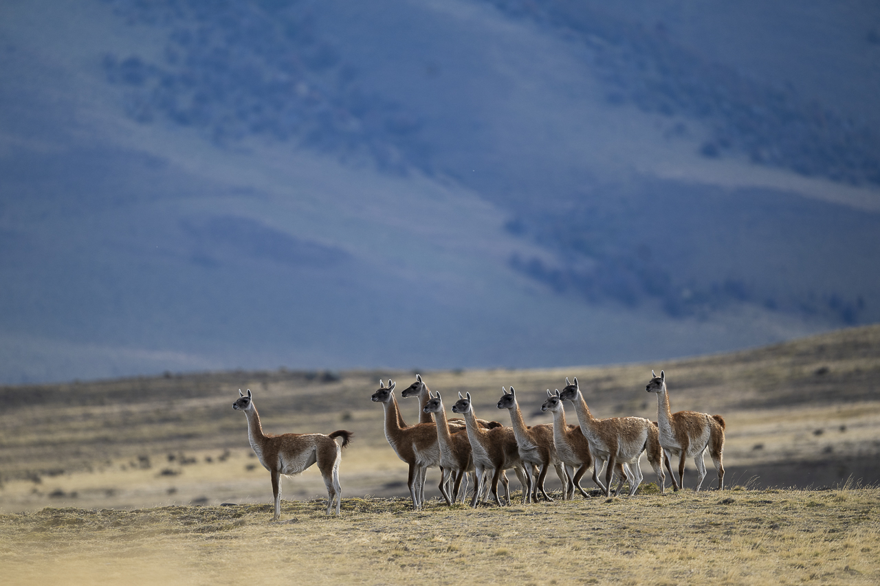 Fin del Mundo - Wilder Süden