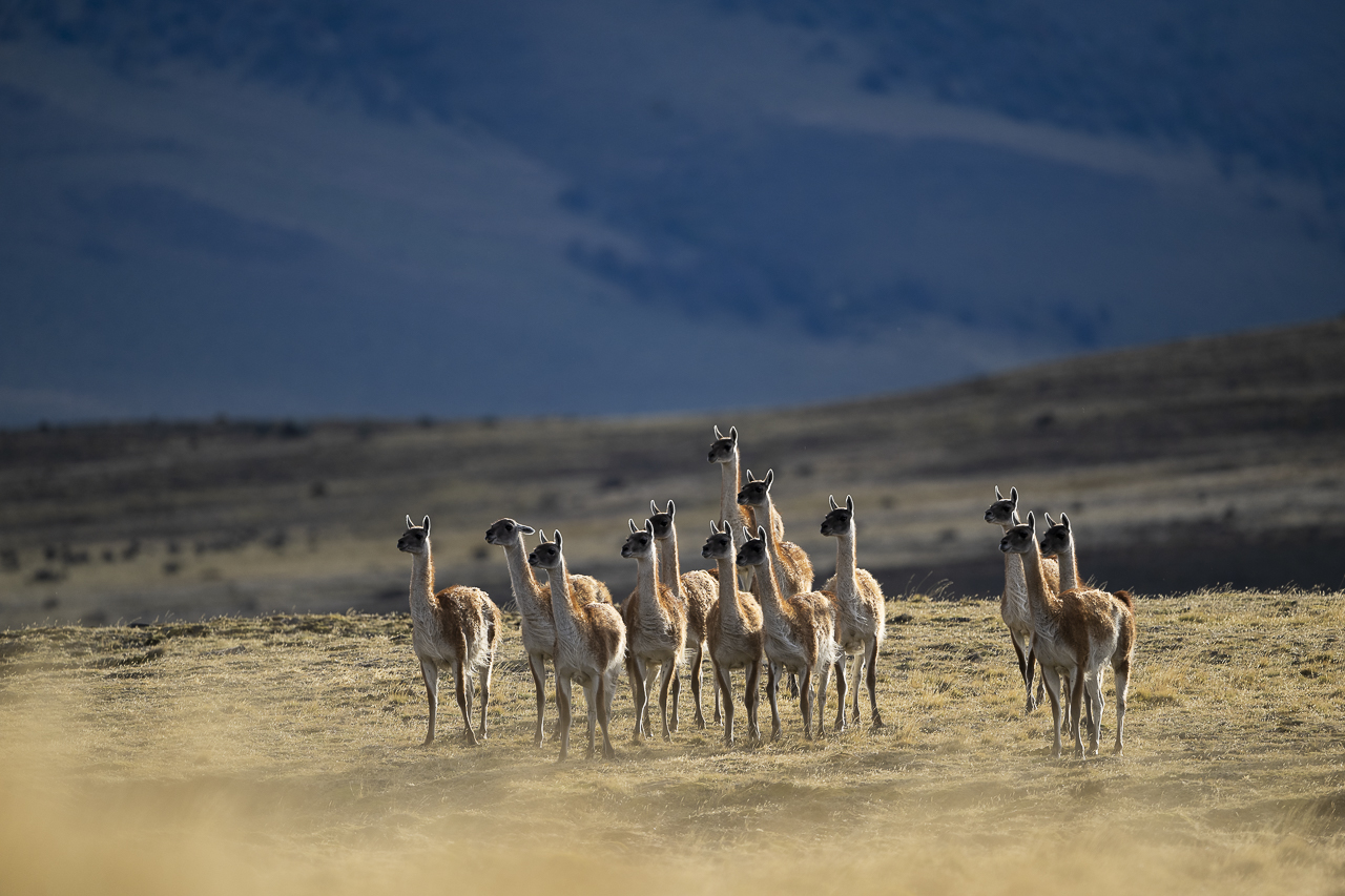Fin del Mundo - Wilder Süden