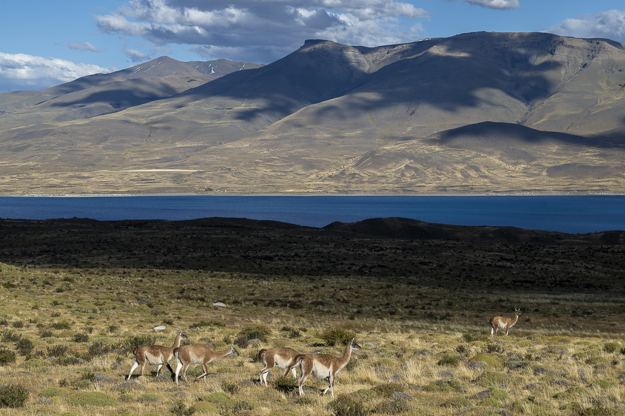 Fin del Mundo - Wilder Süden