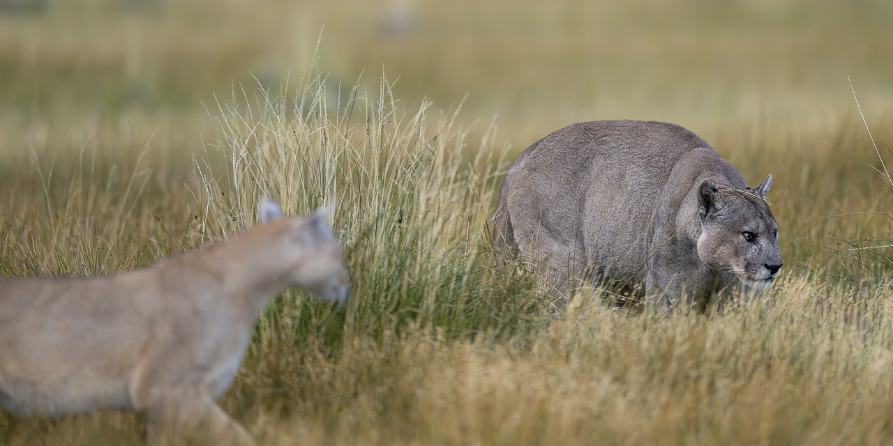 Fin del Mundo - Wilder Süden