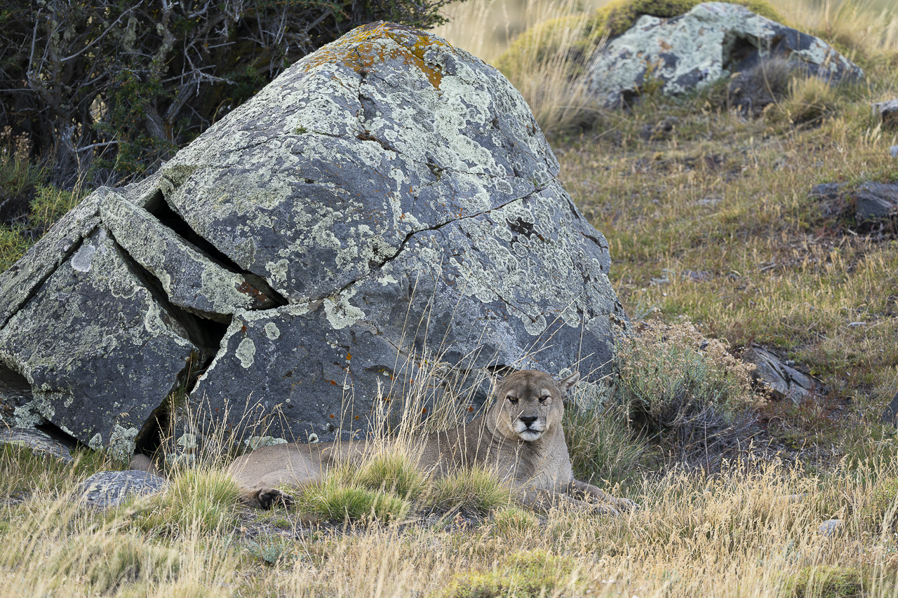Fin del Mundo - Wilder Süden